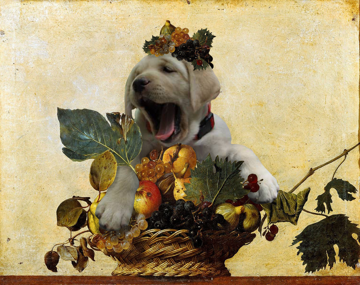 gus plant
